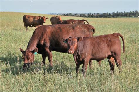 It was created by Teddy Gentry (of the Alabama country group fame) to thrive in a grass-fed program in hot, humid environments such as they have in Alabama where Teddy lives. . South poll vs red poll cattle